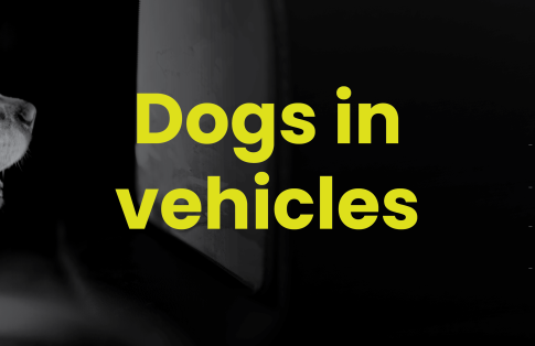 dogs in vehicles 