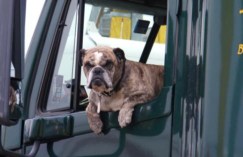 Dog in truck